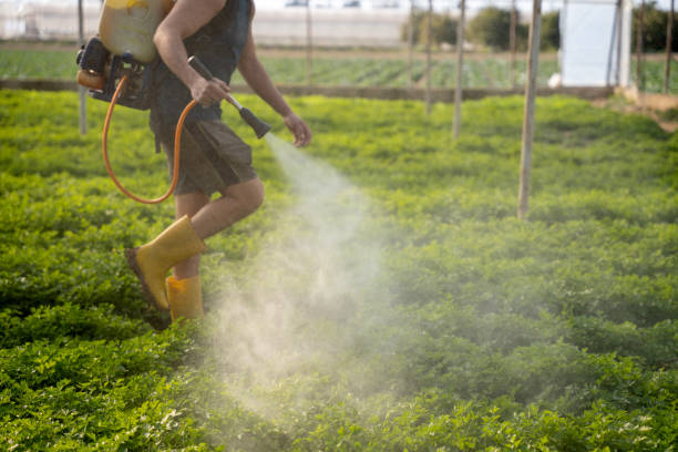 Best Pest Prevention Services  in La Paloma, TX