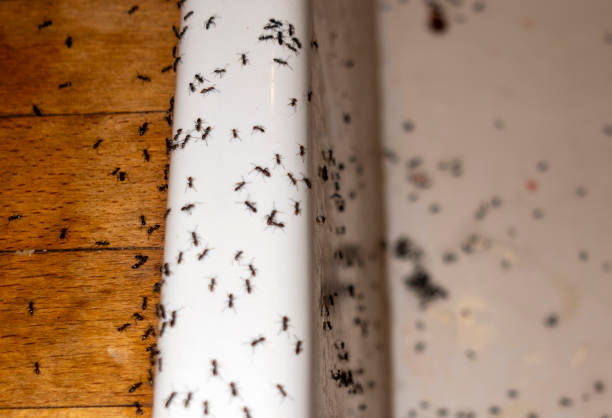 Best Exterminator Services  in La Paloma, TX