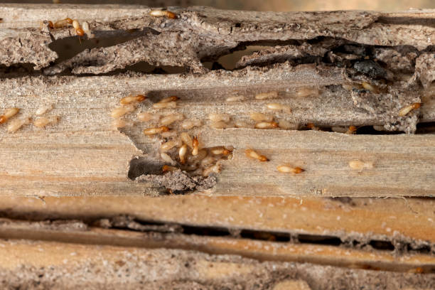 Professional Pest Control in La Paloma, TX